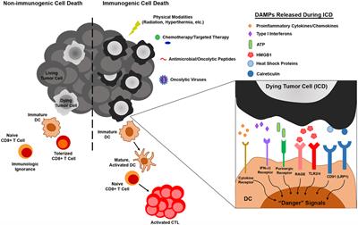 Strategies to Improve the Efficacy of Dendritic Cell-Based Immunotherapy for Melanoma